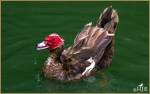 Set#95-b – Muscovy&nbsp;Duck