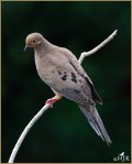 Set#96-a – Mourning&nbsp;Dove