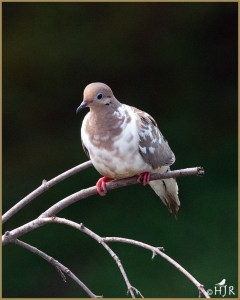 Mourning Dove