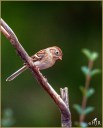 Field Sparrow