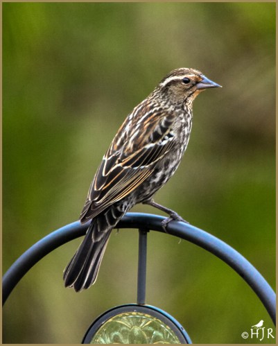 Red-winged Blackbird (F)