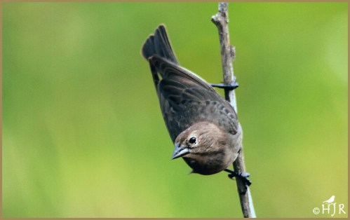 Brown-headed Cowbird