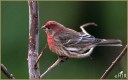 House Finch (M)