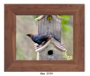Brown-headed Cowbird (M)