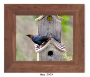 Brown-headed Cowbird (M)
