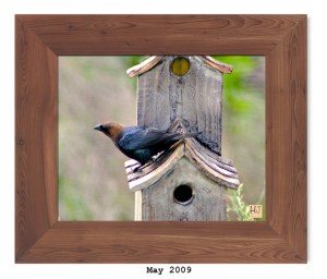 Brown-headed Cowbird (M)