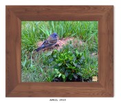 Blue Grosbeak (M)