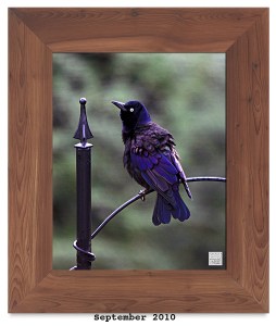 Common Grackle (M)