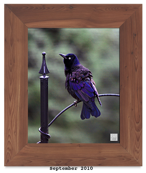 Common Grackle (M)