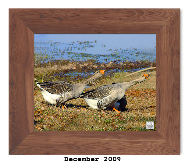 Graylag Goose