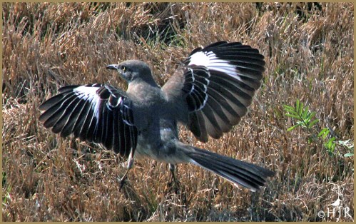 Northern Mockingbird