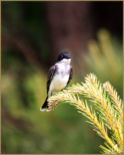 Eastern Kingbird