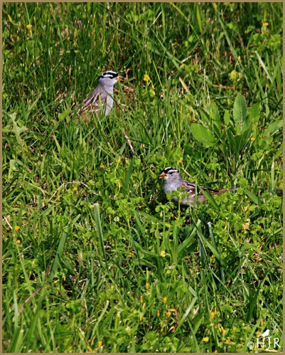 White-crowned Sparrow