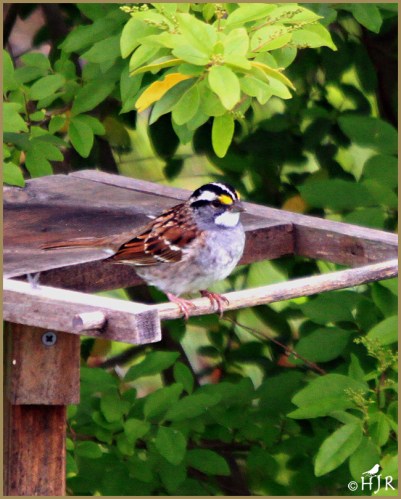 White-throated Sparrow