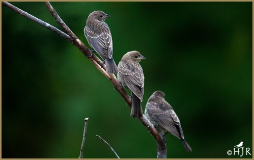 Brown-headed Cowbirds