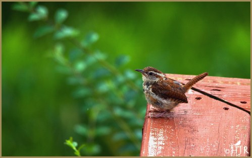 Carolina Wren