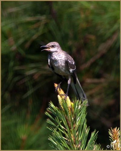 Northern Mockingbird