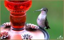 Ruby-throated Hummingbird