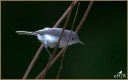 Blue Gray Gnatcatcher