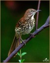 Brown Thrasher