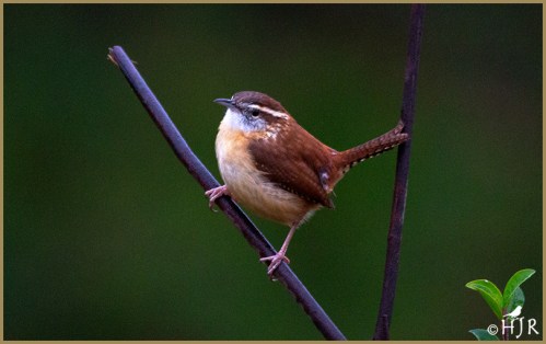 Carolina Wren
