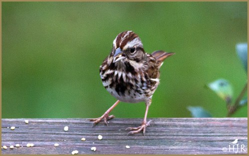 Song Sparrow