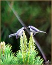 Carolina Chickadees