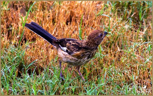 Eastern Towhee (Juv.)