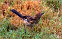 Eastern Towhee (Juv.)