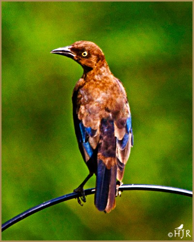Common Grackle (Juv.)