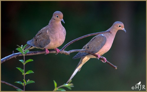 Mourning Doves