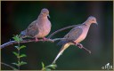 Mourning Doves