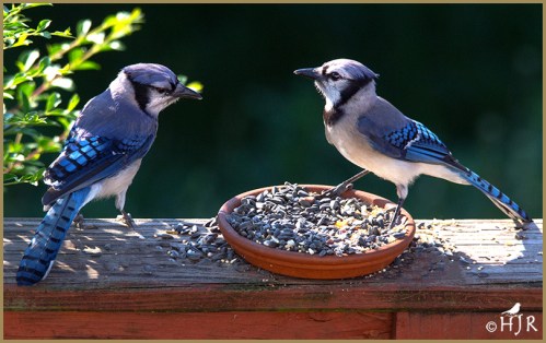 Blue Jays