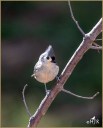 Tufted Titmouse