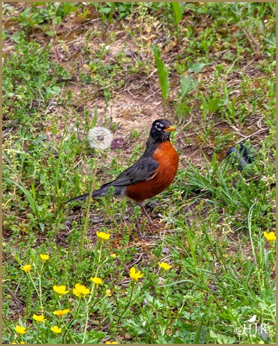 American Robin