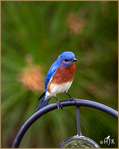Eastern Bluebird