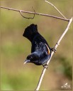 Red-winged Blackbird (M)