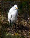 Snowy Egret