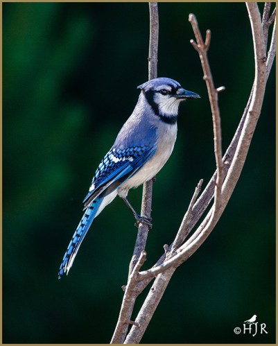 Blue Jay