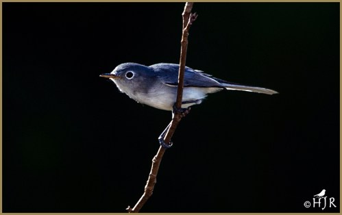 Blue-Gray Gnatcatcher