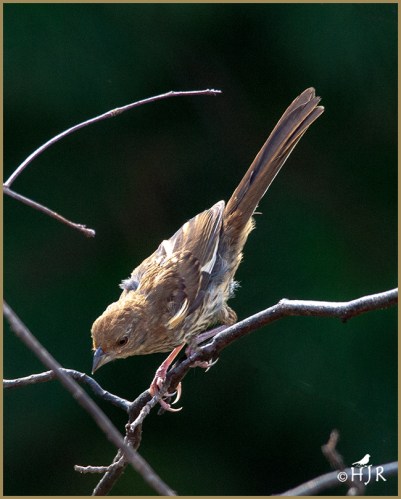 Eastern Towhee (Juv.)