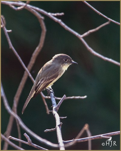 Eastern Phoebe