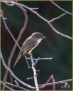 Eastern Phoebe