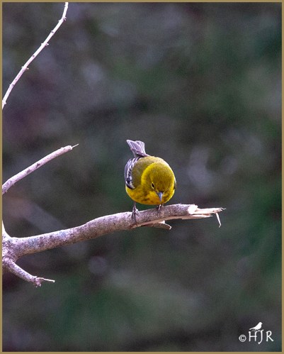 Pine Warbler