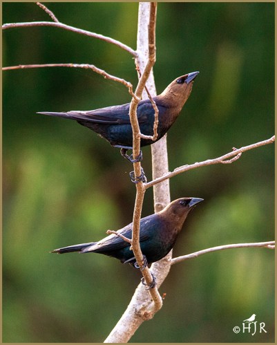 Brown-headed Cowbirds