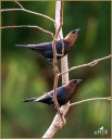 Brown-headed Cowbirds