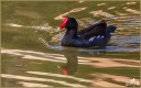Common Moorhen
