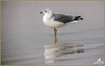 Set#129-b – Ring-billed&nbsp;Gull