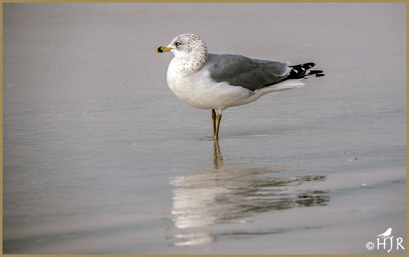 Ring-billed Gull