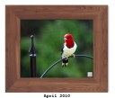 Red-headed Woodpecker